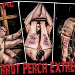 Hard Torture – Pig Parrot Perch Extreme